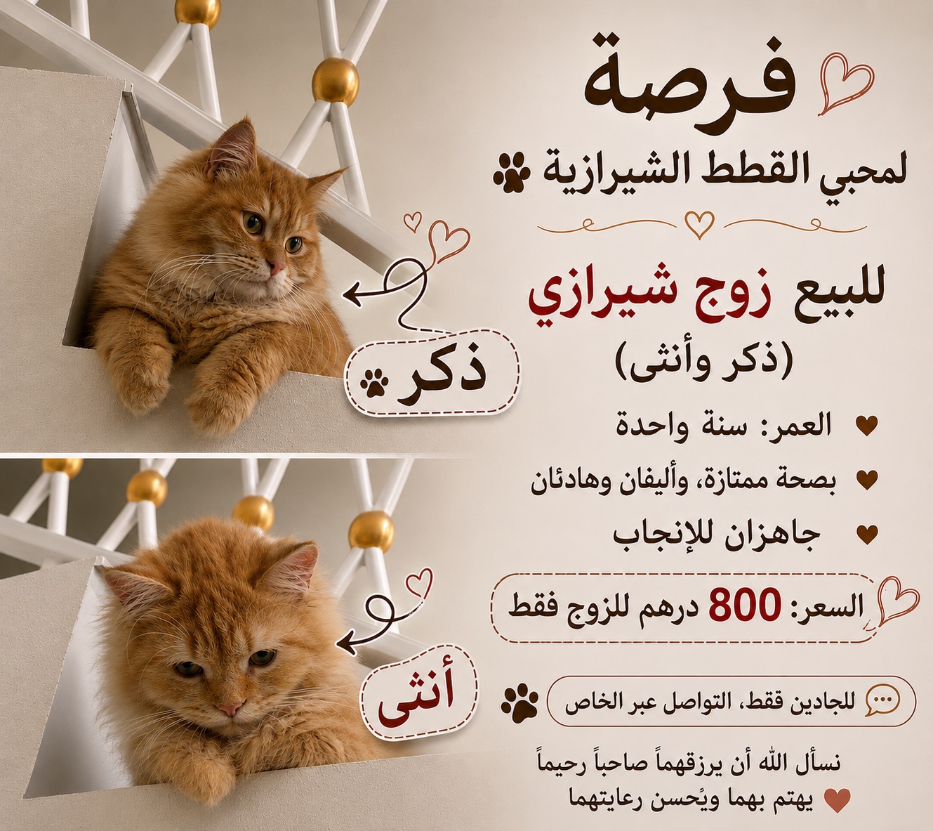 Shirazi/Persian شيرازي Persian in Ajman