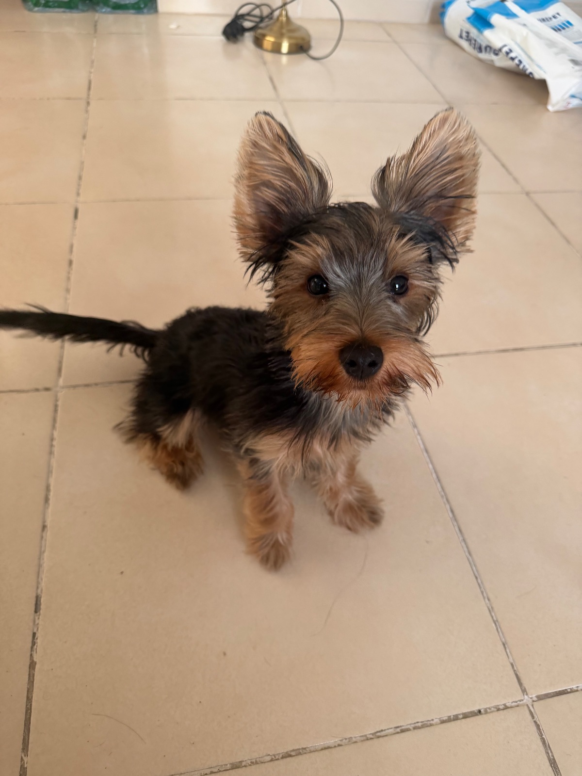 Purebred Yorkshire Terrier Puppy – 4 Months – Vaccinated & Microchipped