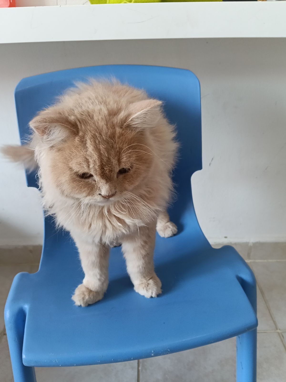 Adorable Persian male Kitten for rehoming
