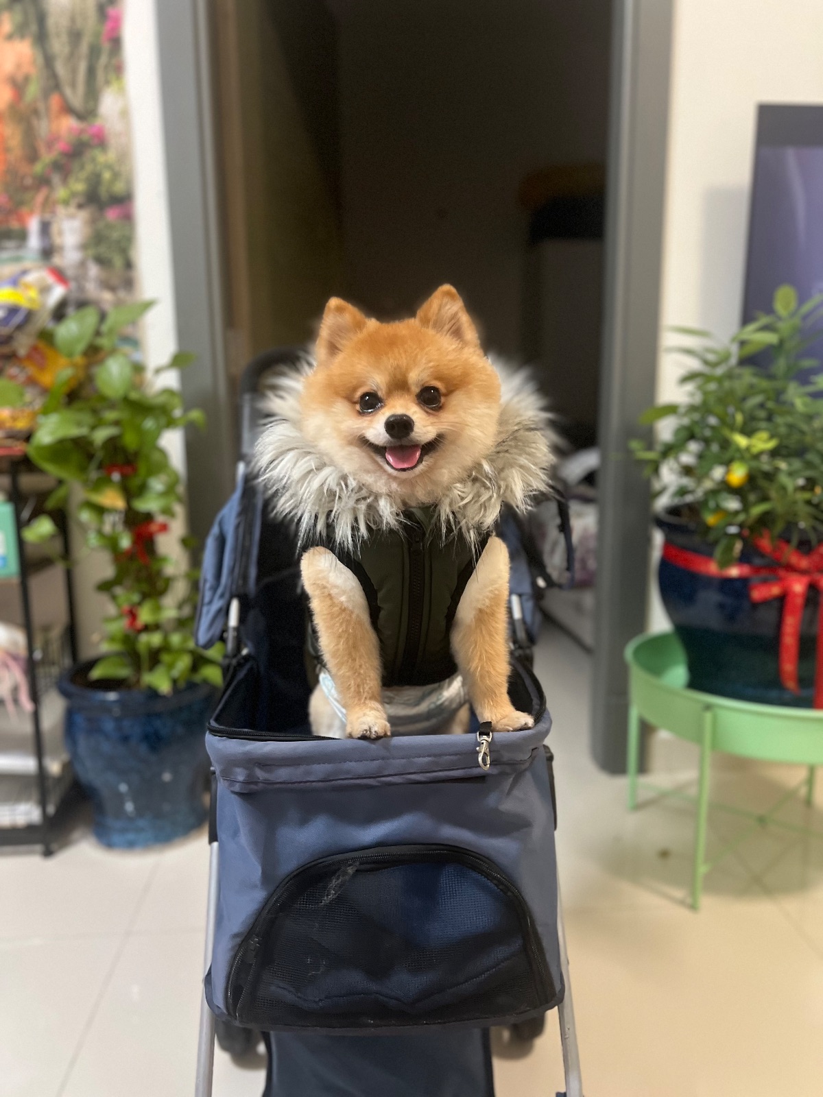 Pomerian Canine