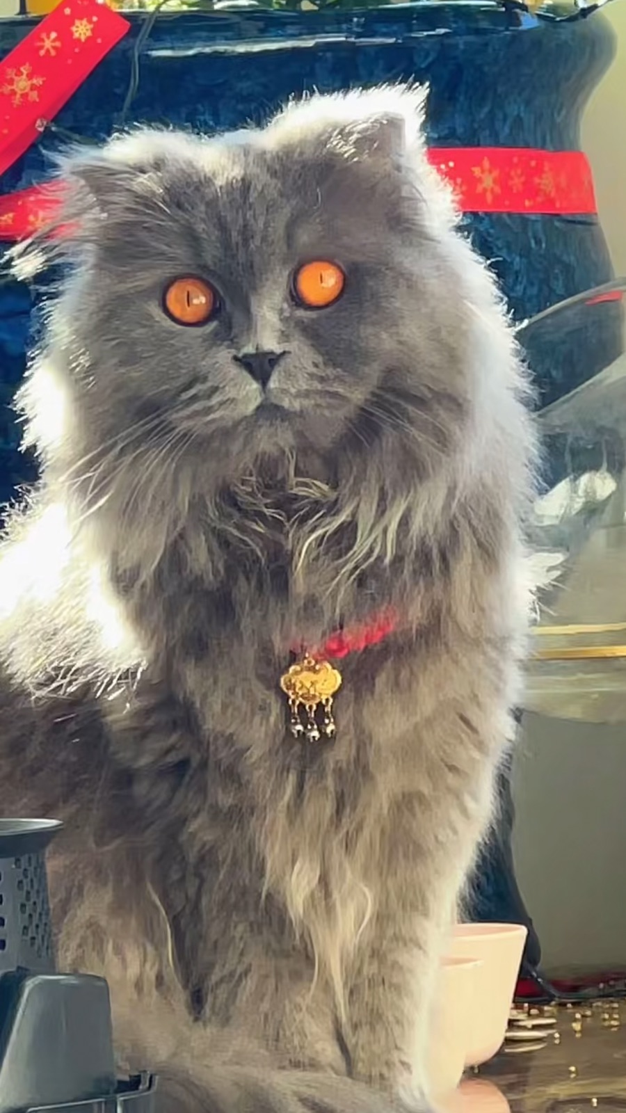 Scottish fold long hair Russian Blood line
