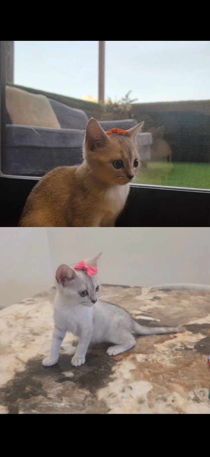 Scottish kittens 4 months old