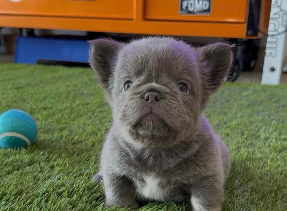 Fluffy French bulldog