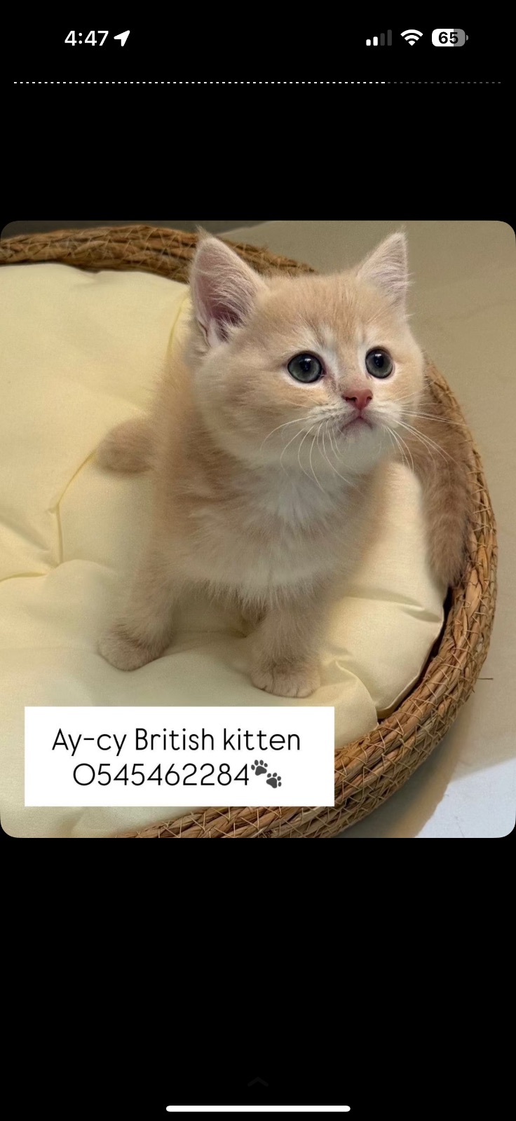 British kitten