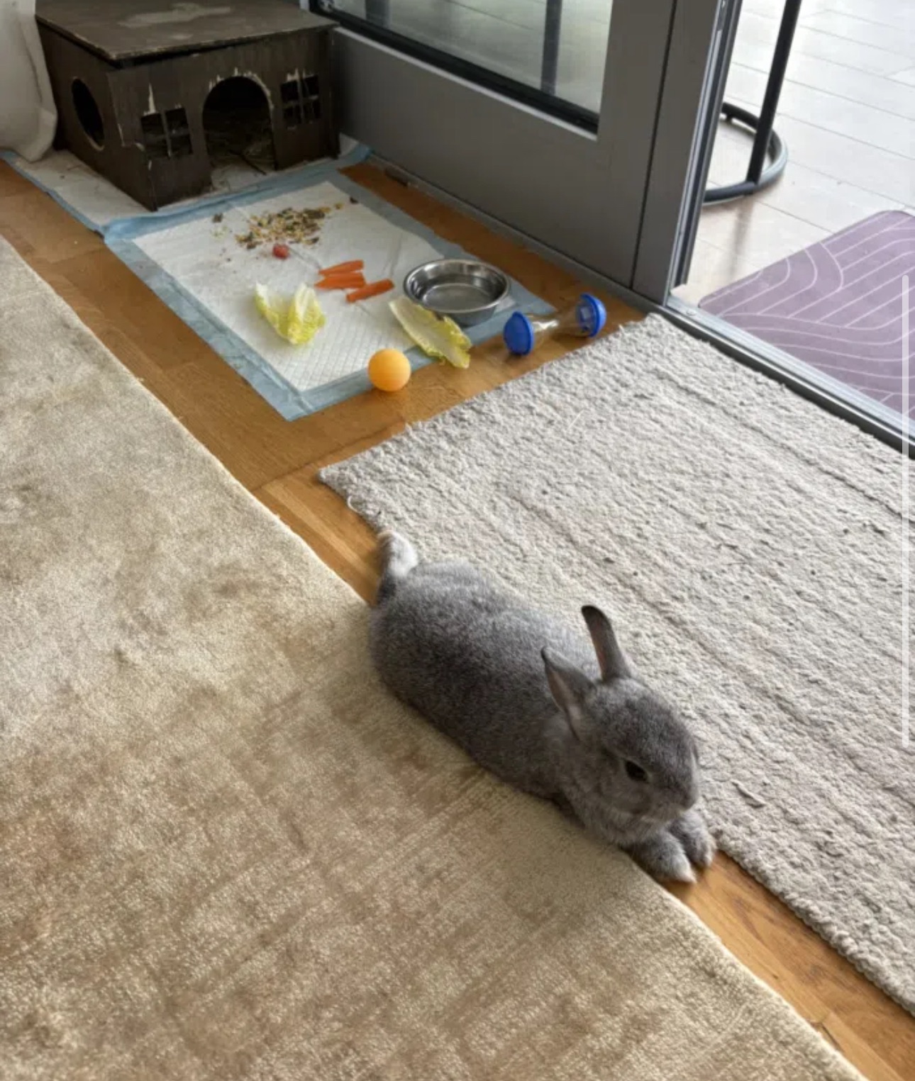 Netherland Dwarf rabbit