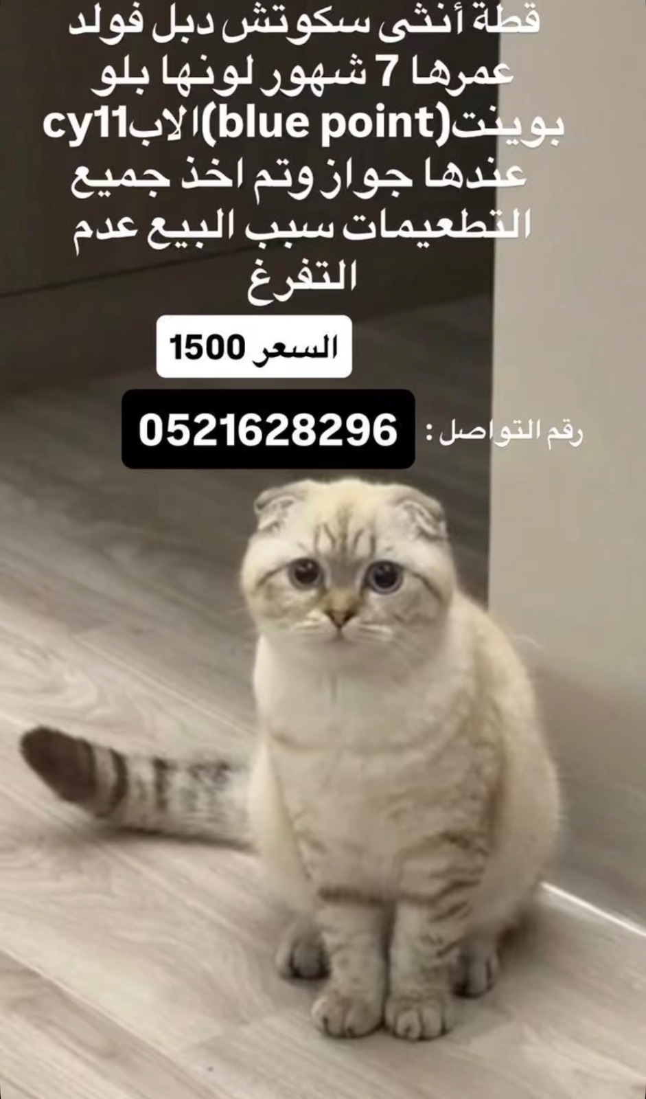 سكوتش دبل فولد