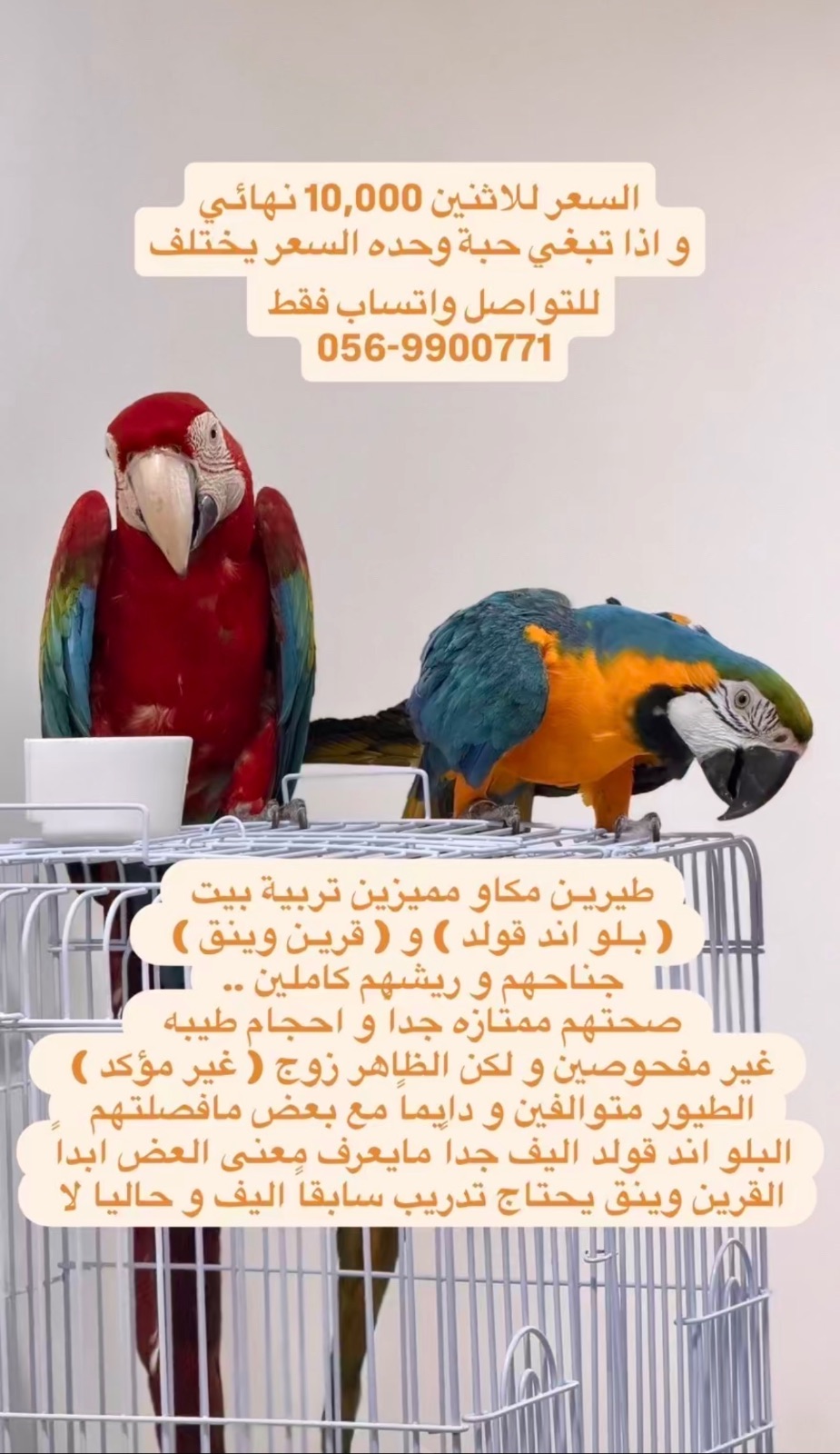 Macaw