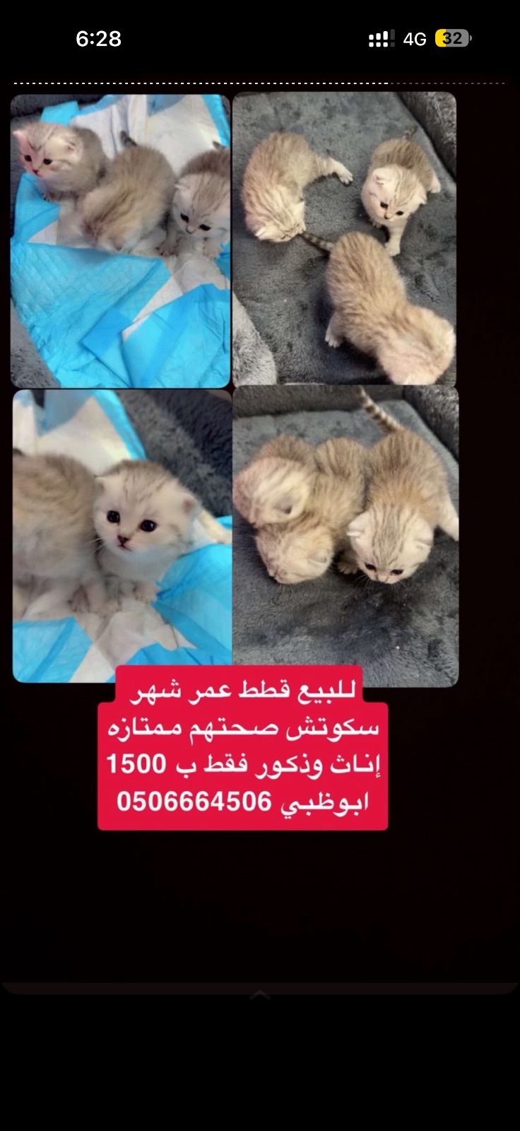 للبيع قطط عمر شهر سكوتش