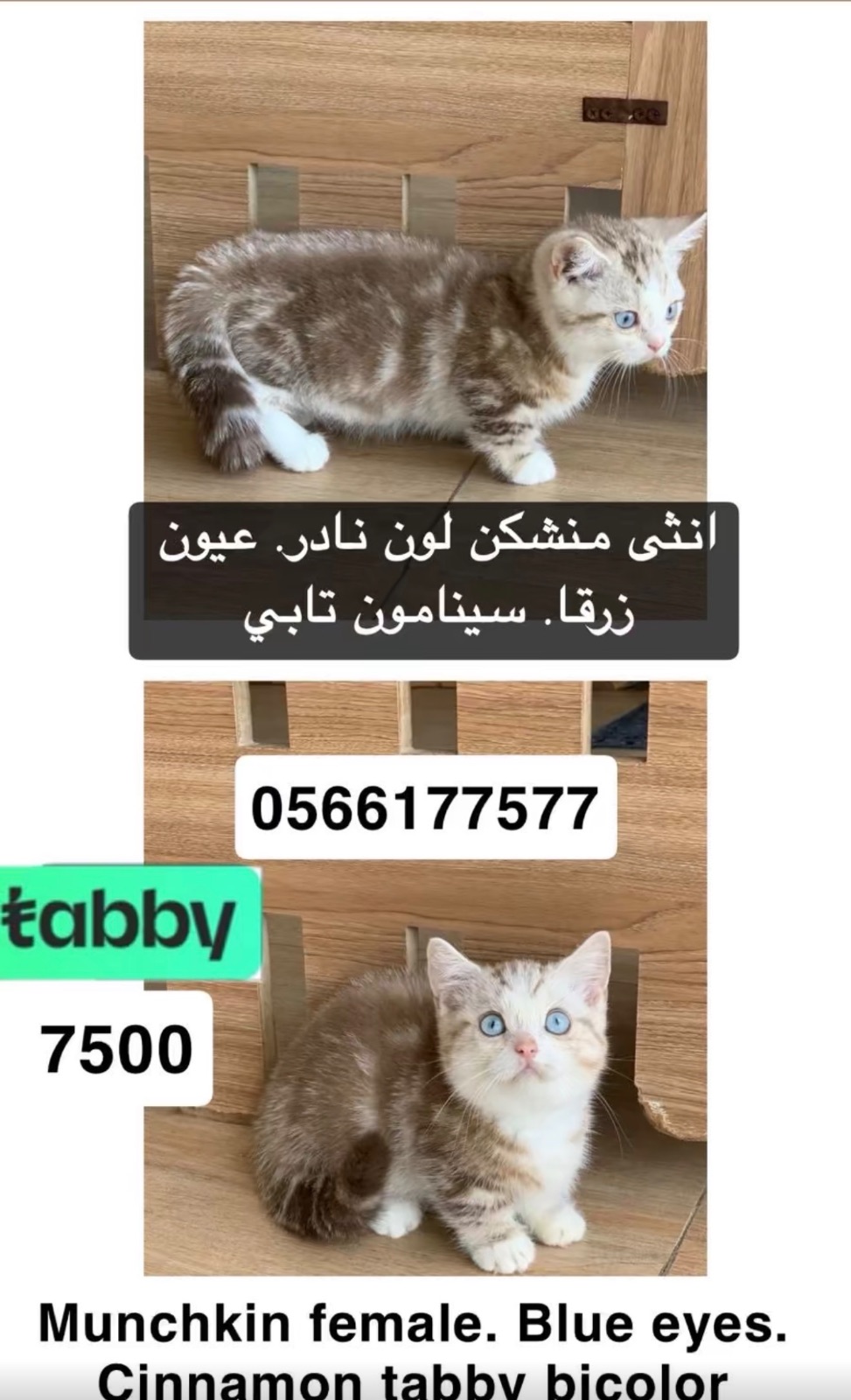 انثى منشكن لون نادر.