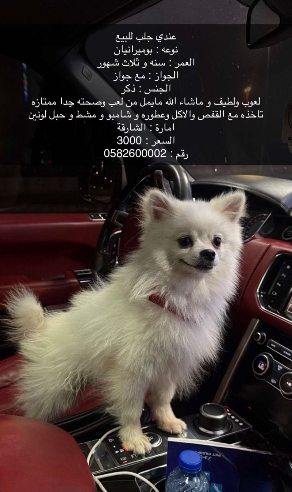 بوميرانيان
