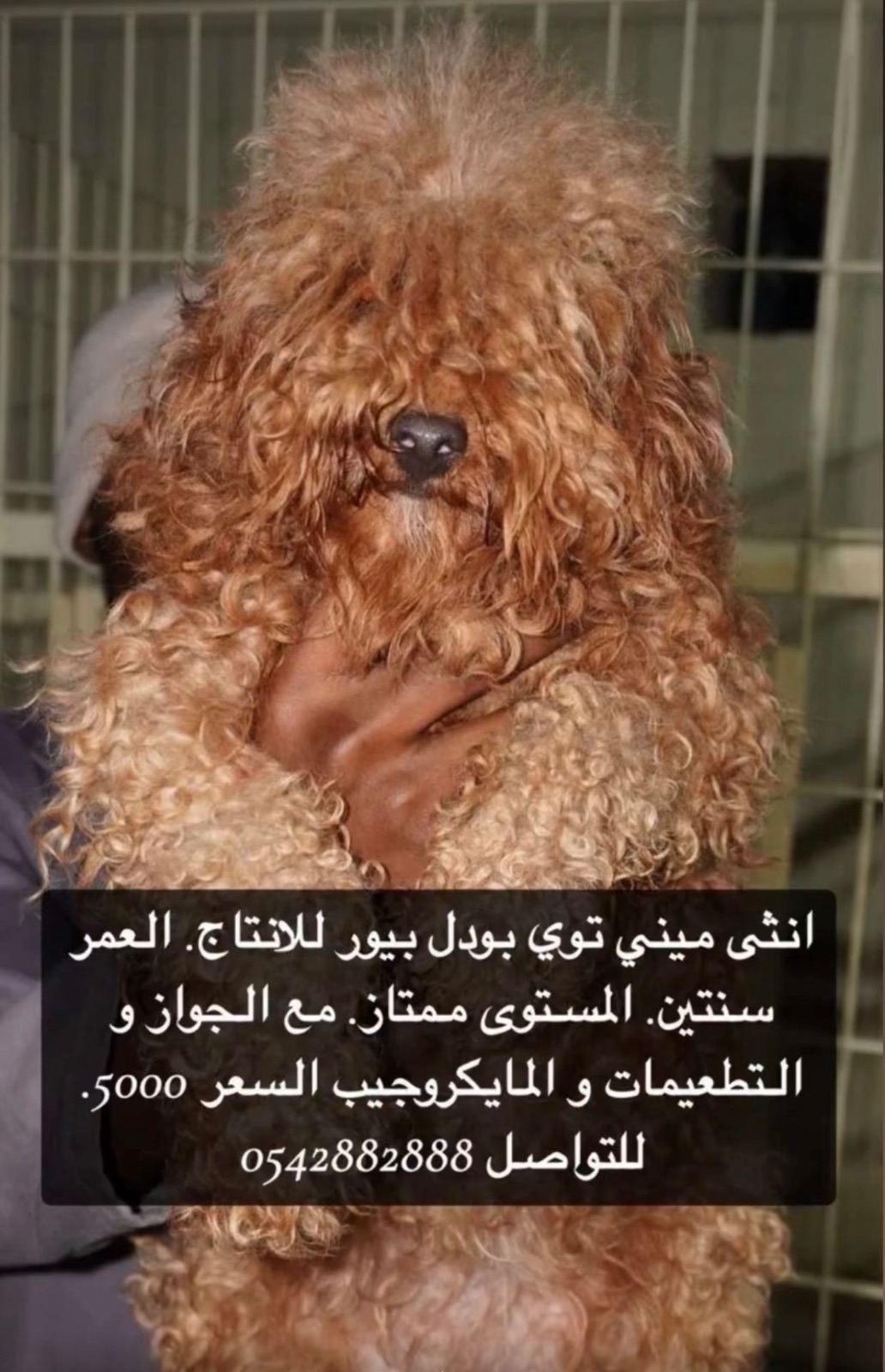 ميني توي بودل بيور للانتاج.
