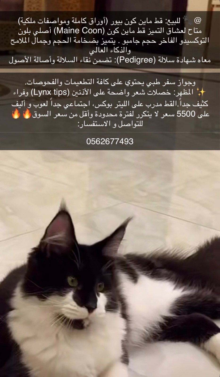 قط ماين كون بيور