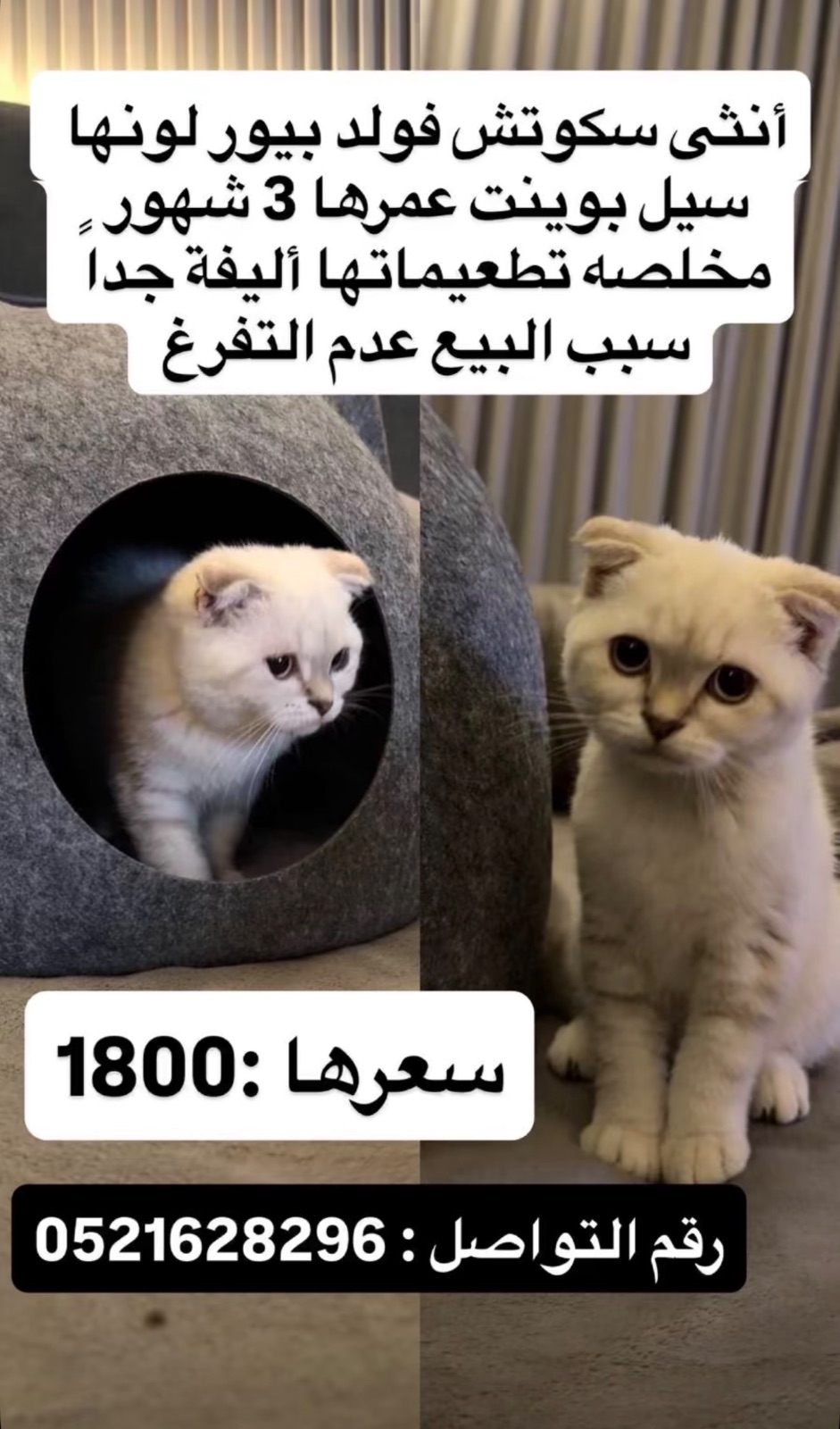 سكوتش فولد بيور