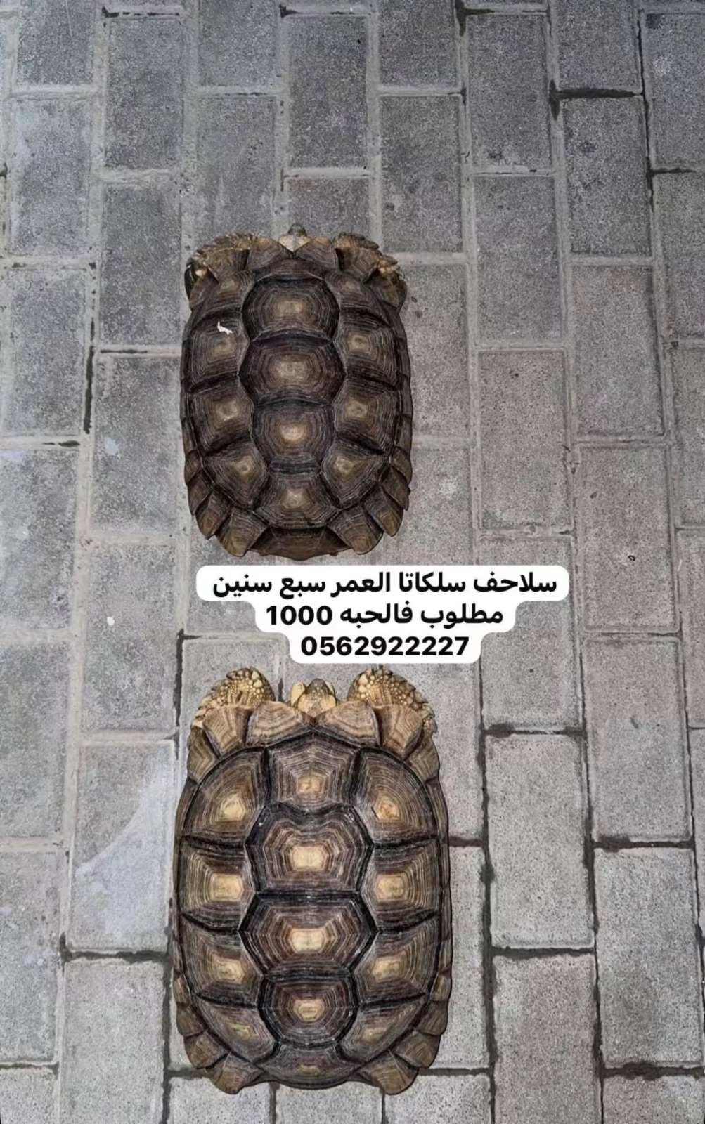 سلاحف سلكاتا