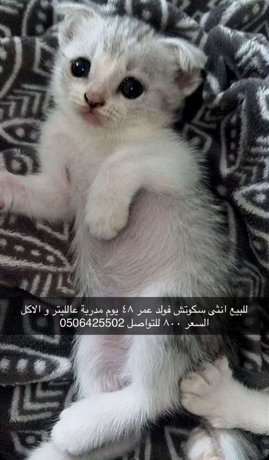 سكوتش