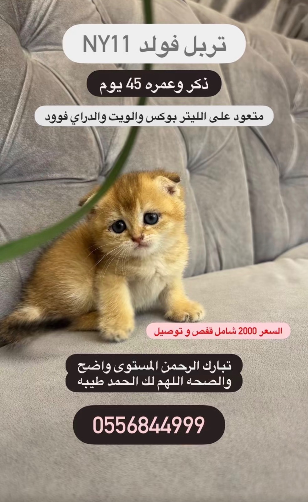 تربل فولد NY11