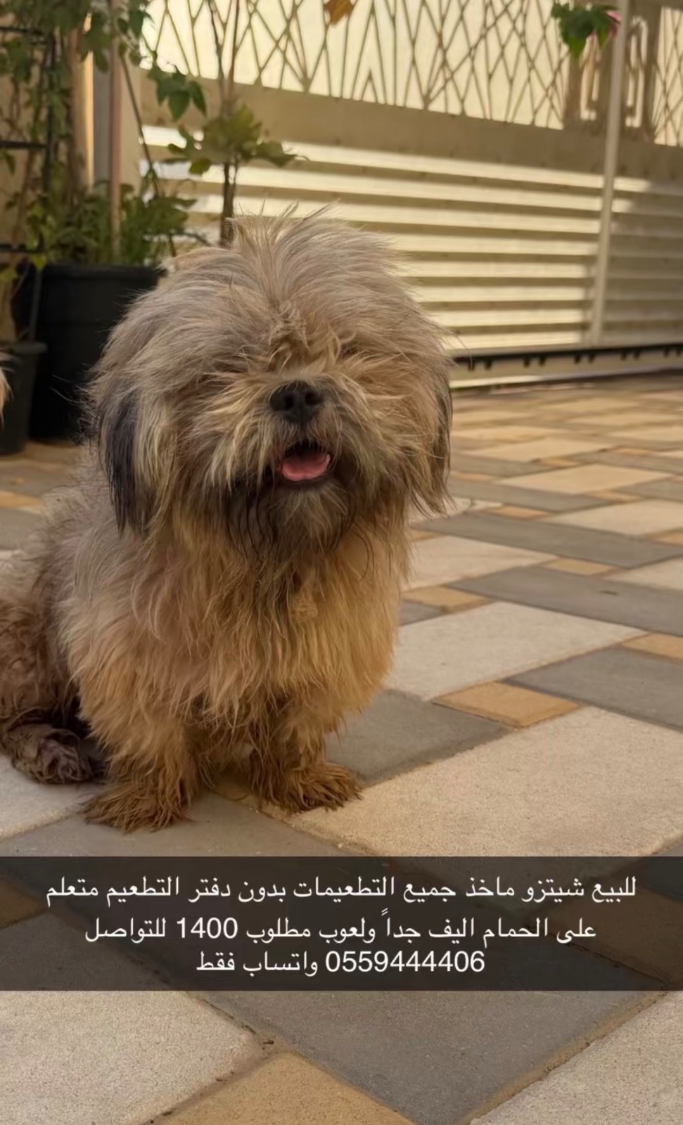 شيتوز