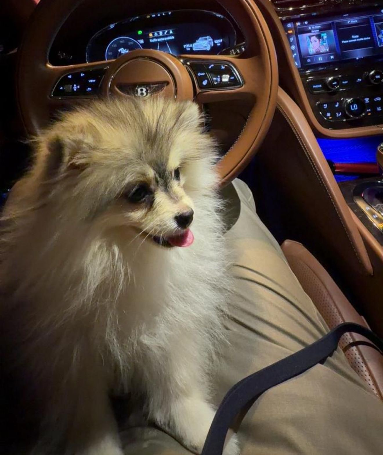 Pomeranian