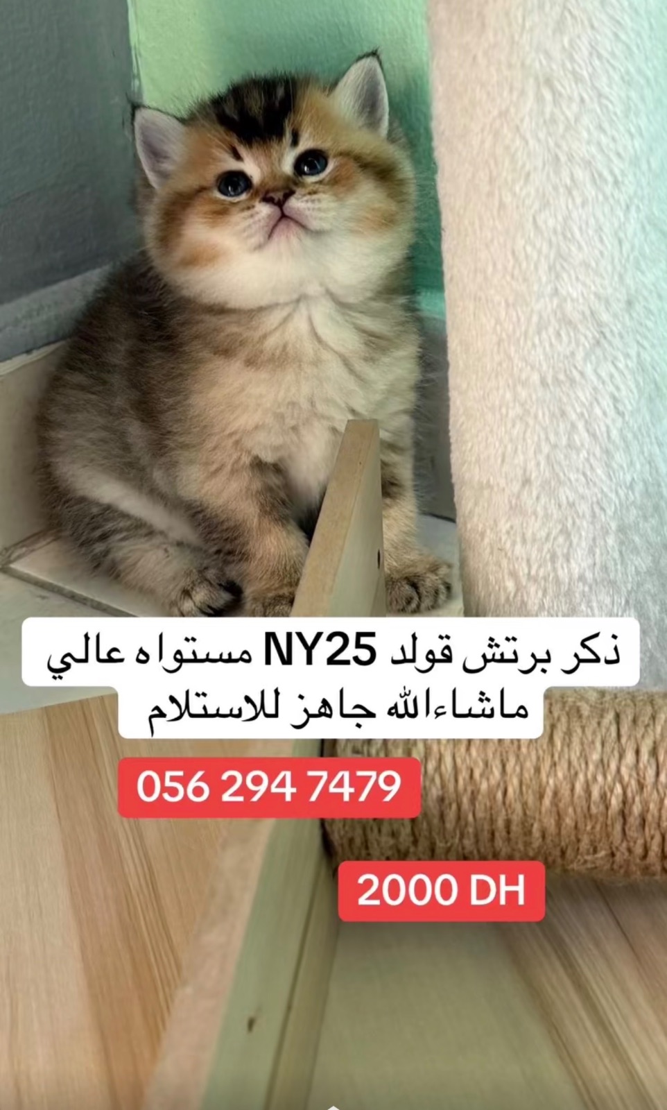 برتش قولد NY25