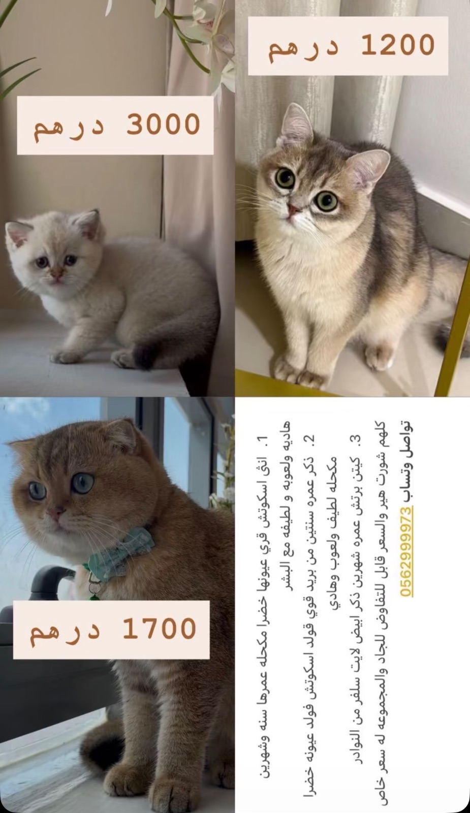 انثى اسكوتش
