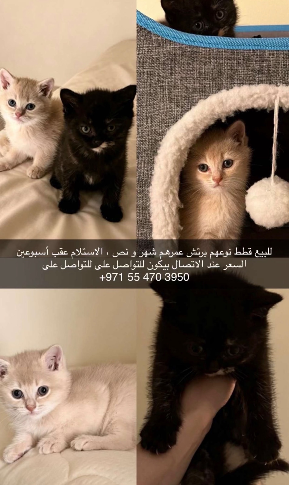 لبيع قطط