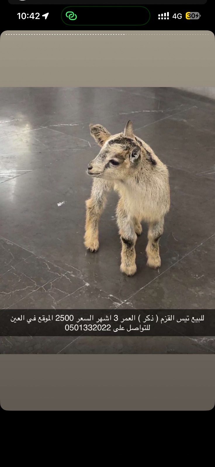 تيس قزم