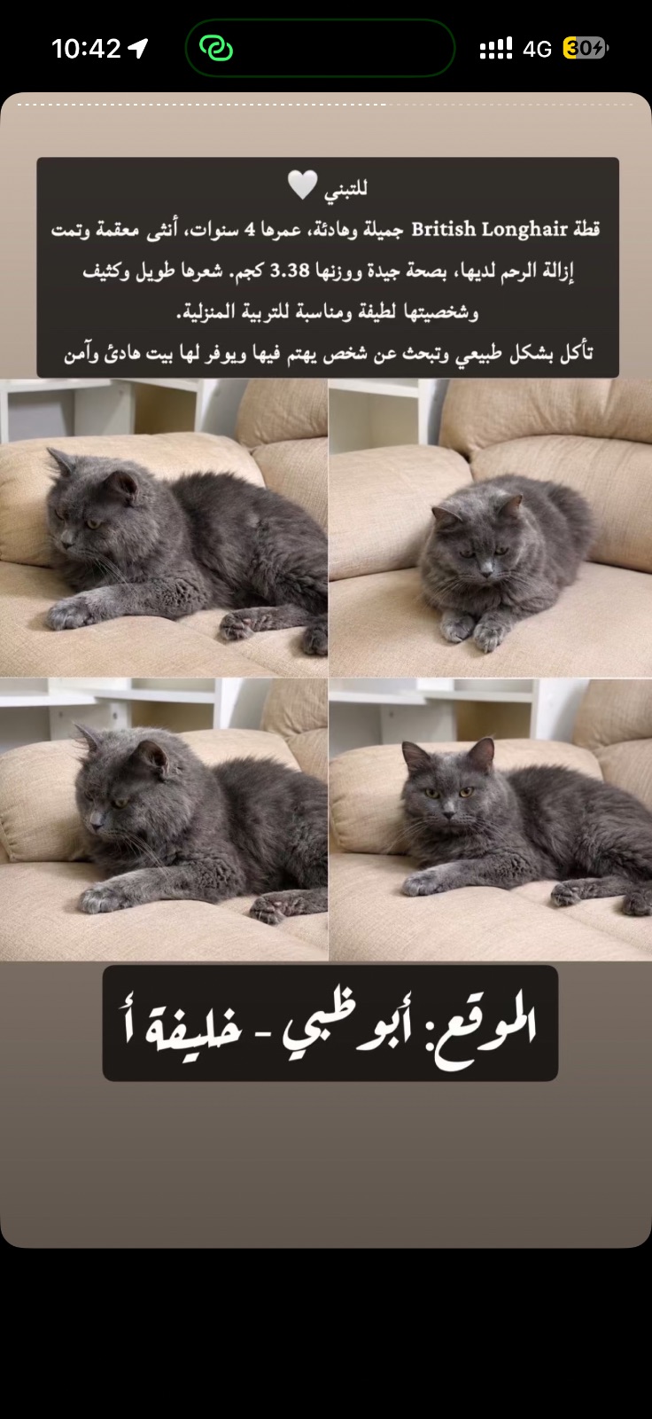 قطة British Longhair