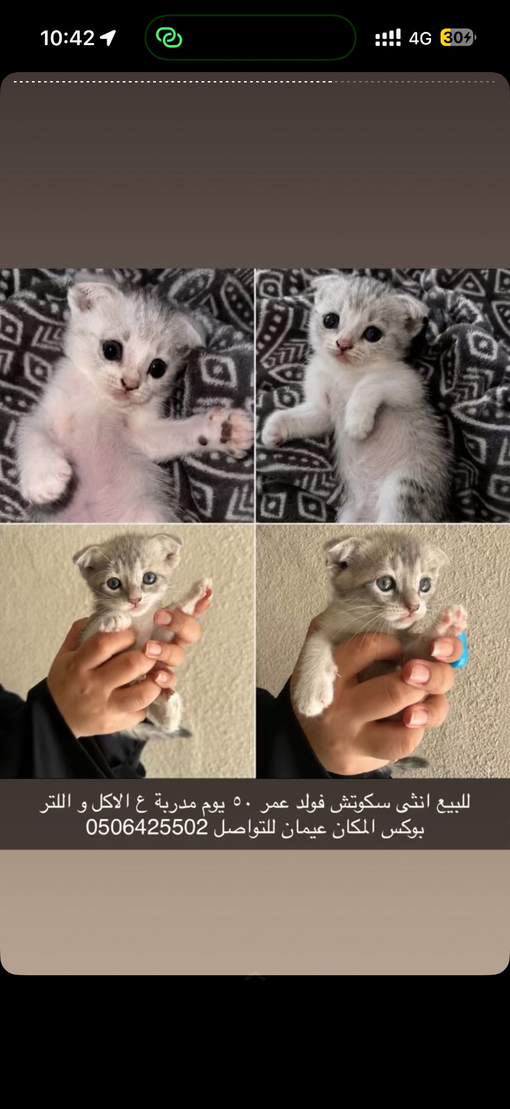 سكوتش فولد