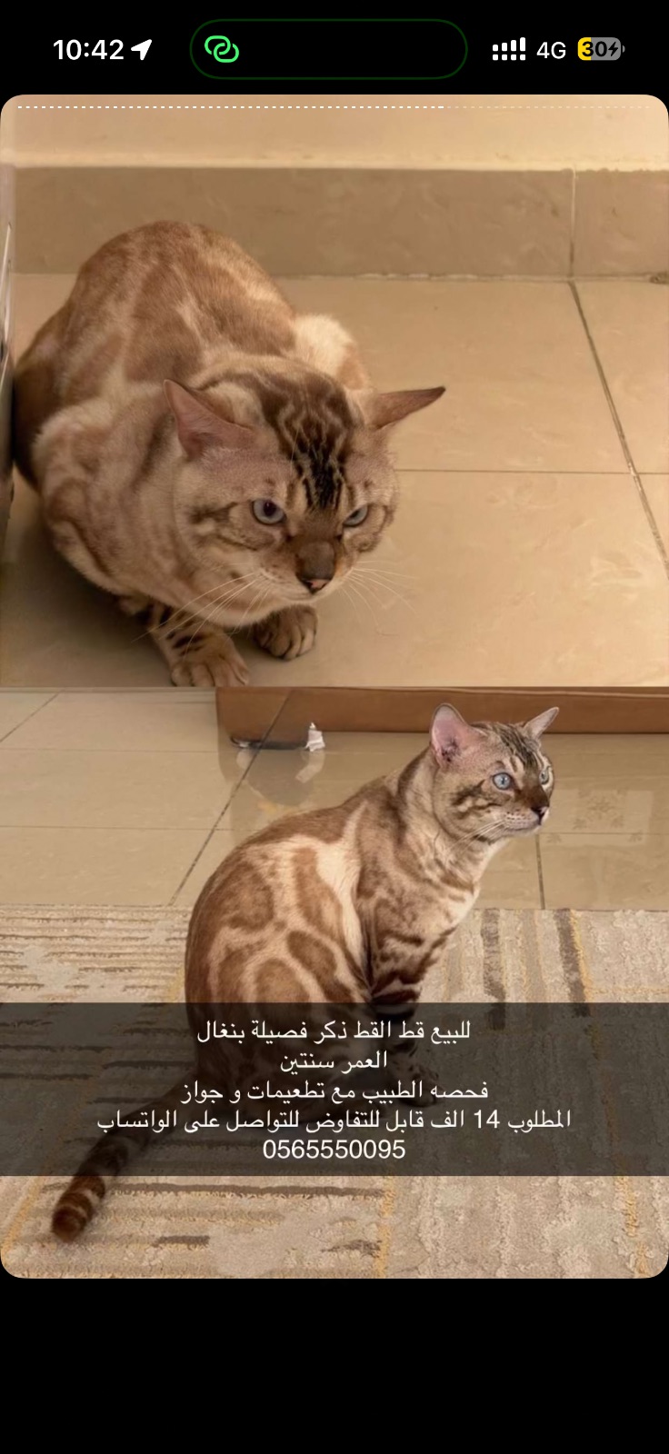 قطو ذكر
