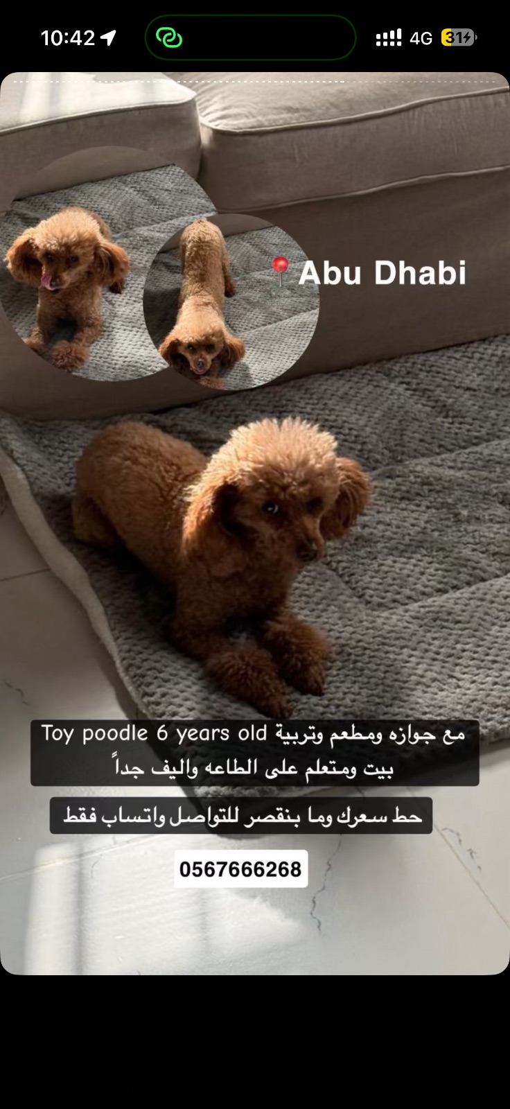 Poodle