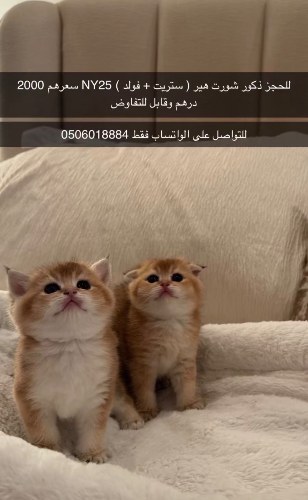 ذكور شورت هير ( ستريت + فولد ) NY25