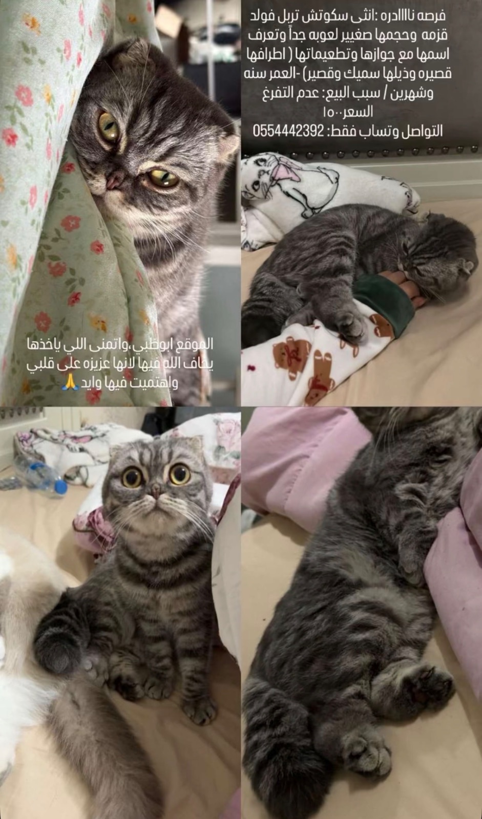 أنثى سكوتش تربل فولد قزمه و حجمها صغير