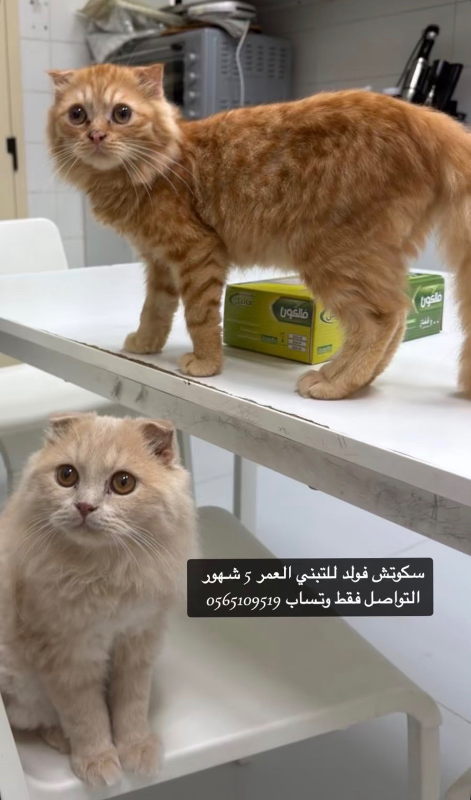 سكوتش فولد للتبني العمر 5 شهور