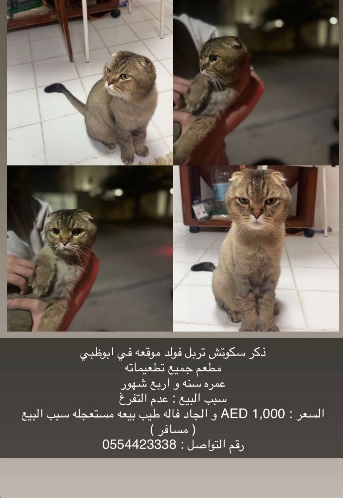 ذكر سكوتش تربل فولد