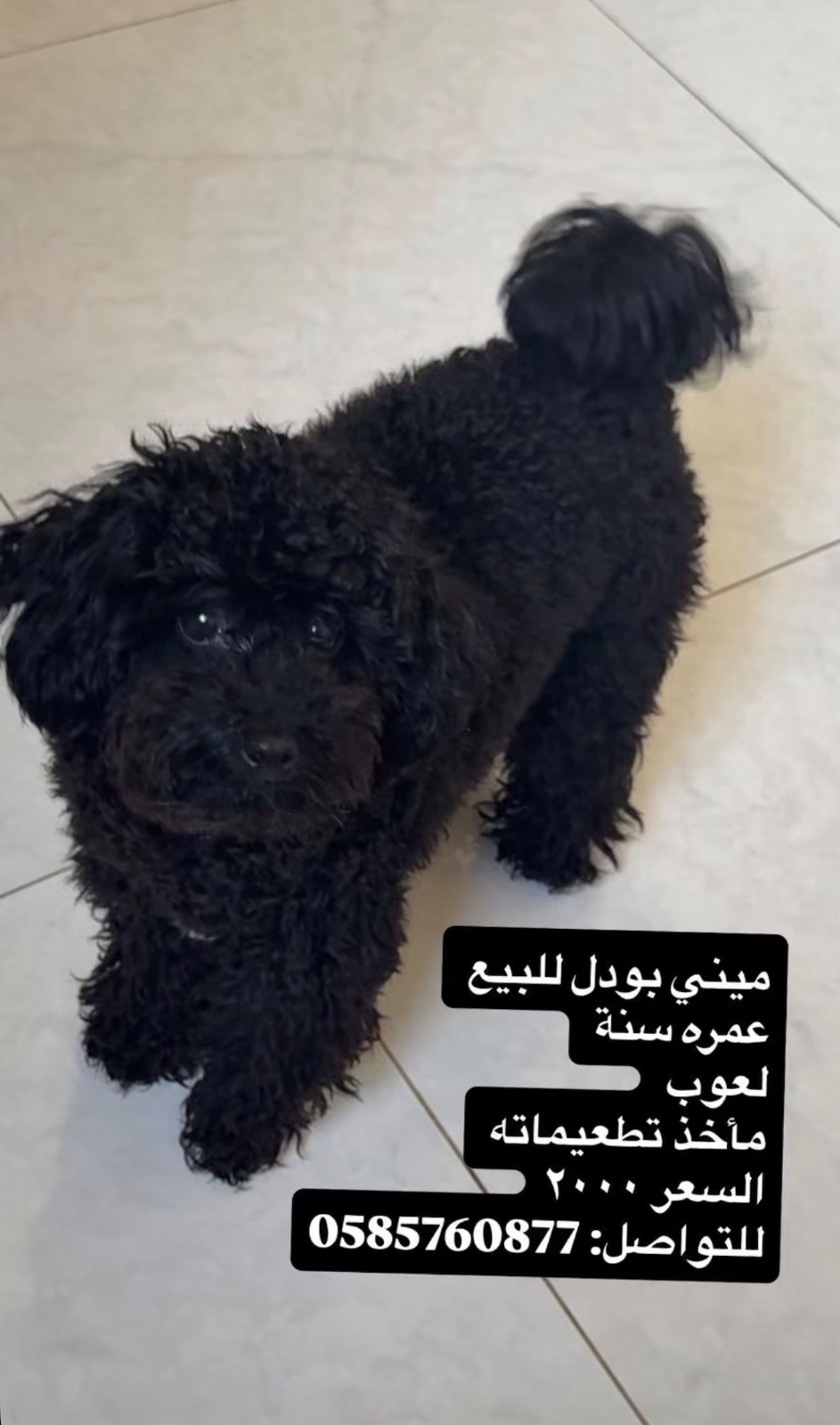 ميني بودل