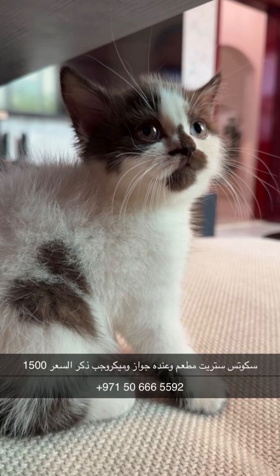 مطعم وعنده جواز وميكروجب ذكر السعر 1500