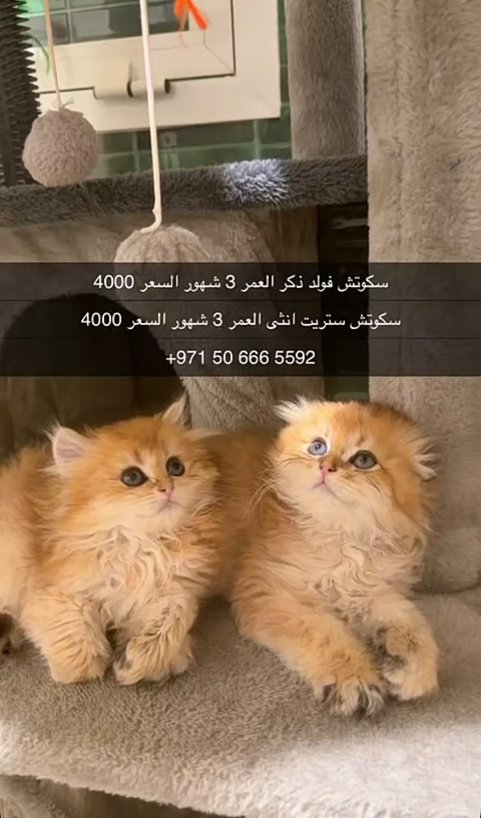 سكوتش فولد + ستريت