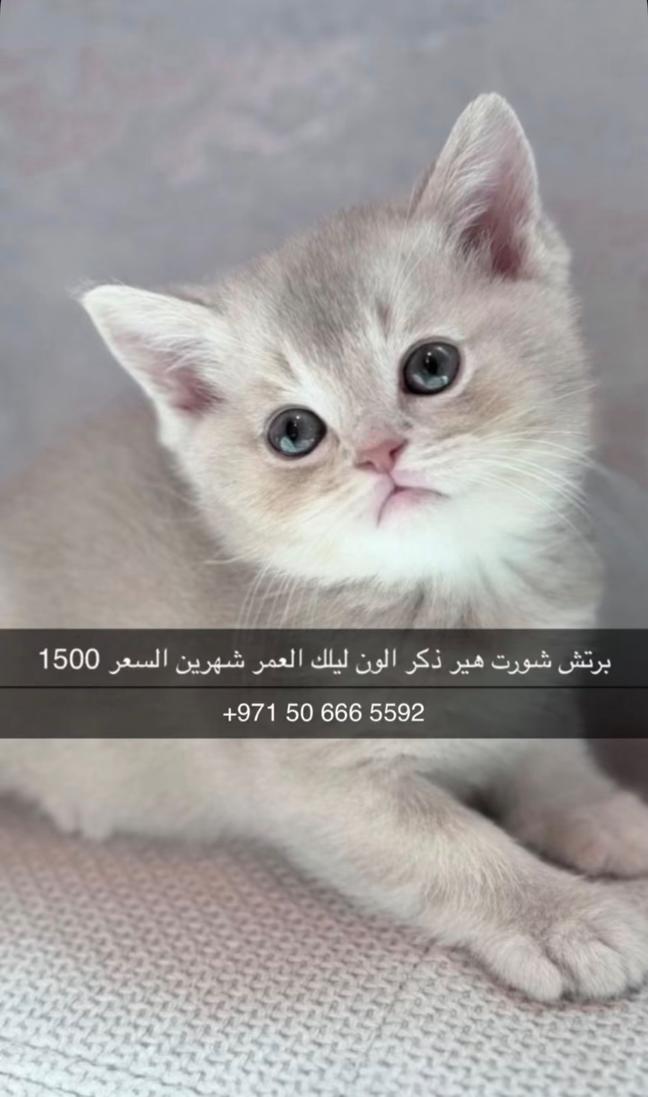 برتش شورت