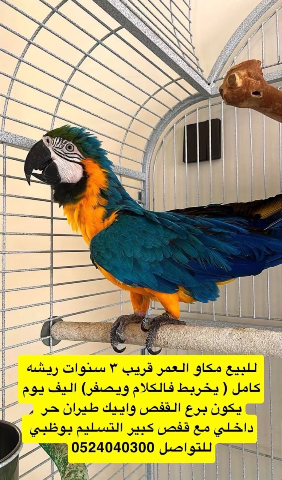 مكاو العمر قريب ٣ سنوات