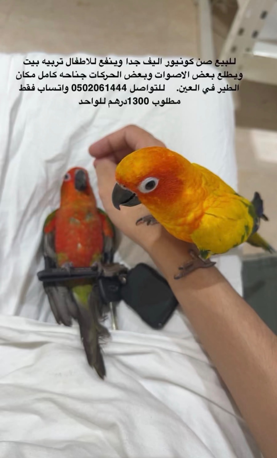 صن كونيور اليف جدا