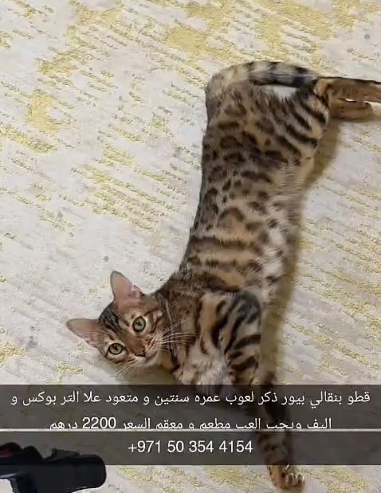 قطو بنقالي