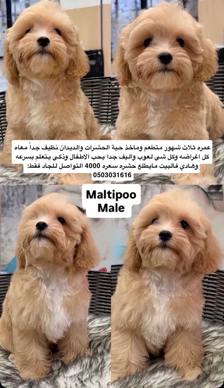Maltipoo
