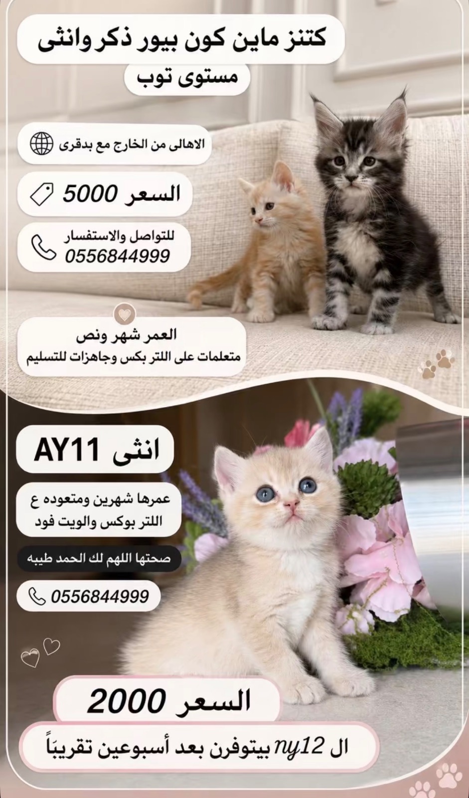 كتنز ماين كون بيور ذكر وانثى و ny12