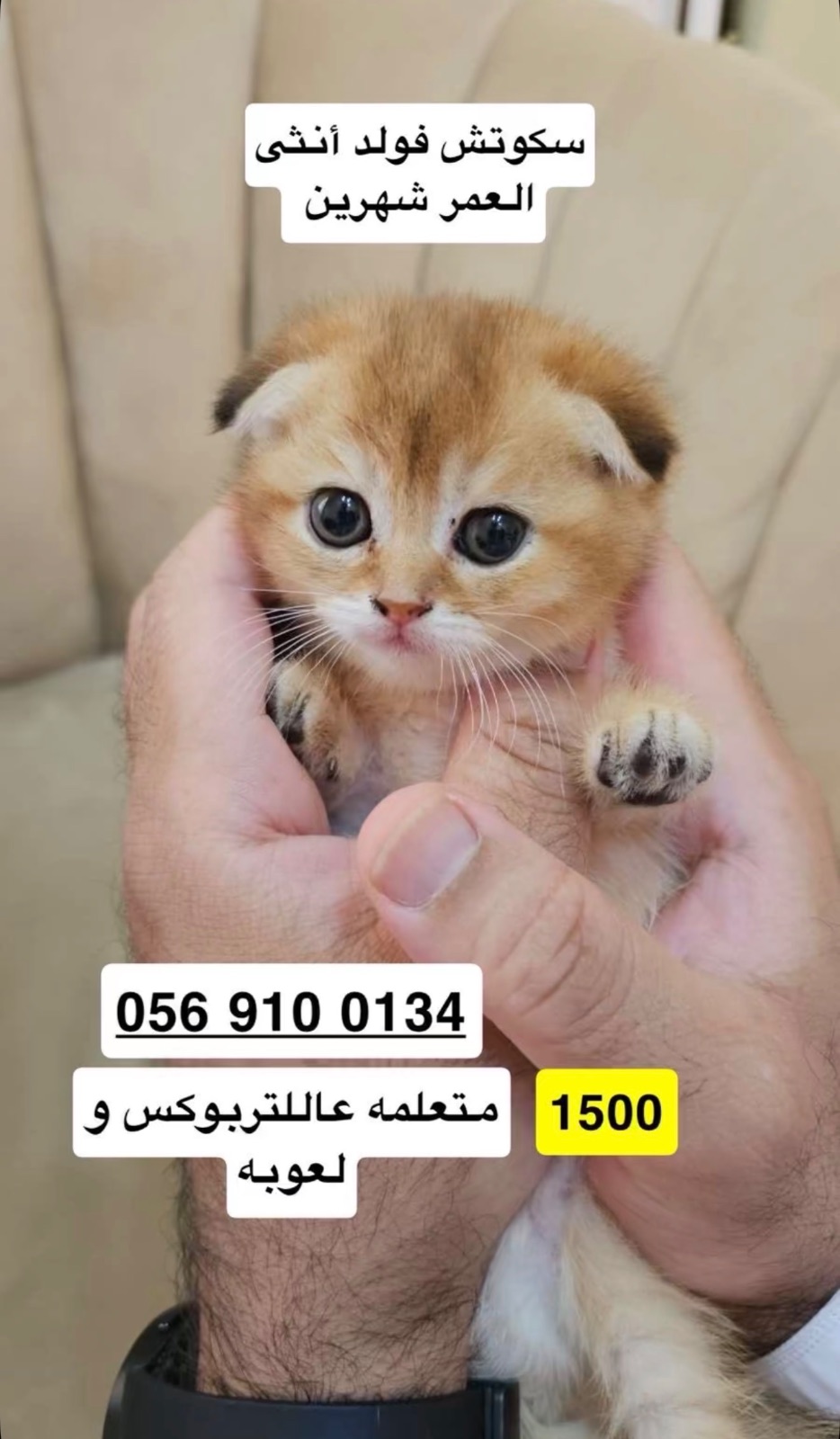 سكوتش فولد أنثى