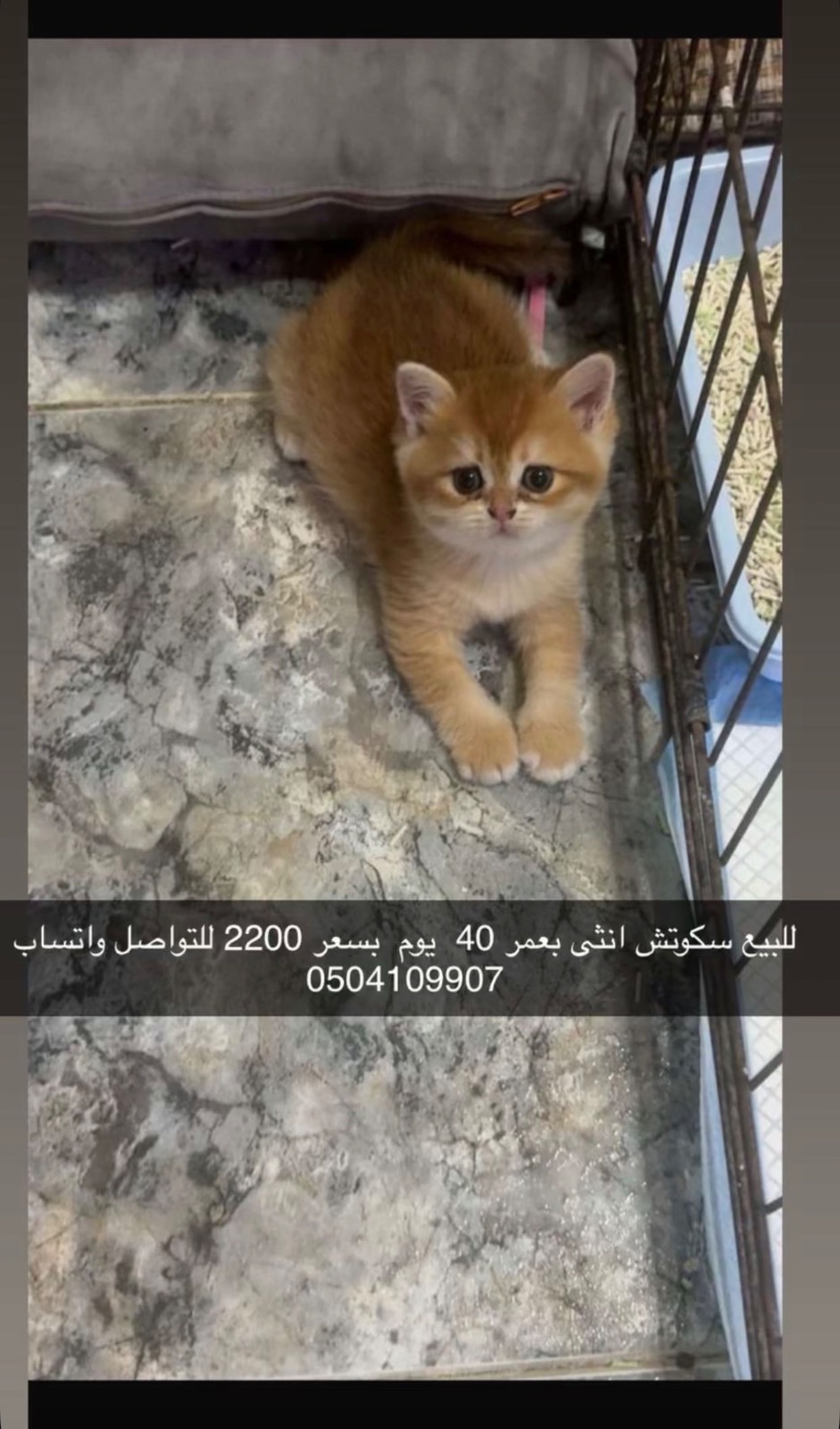 سكوتش أنثى