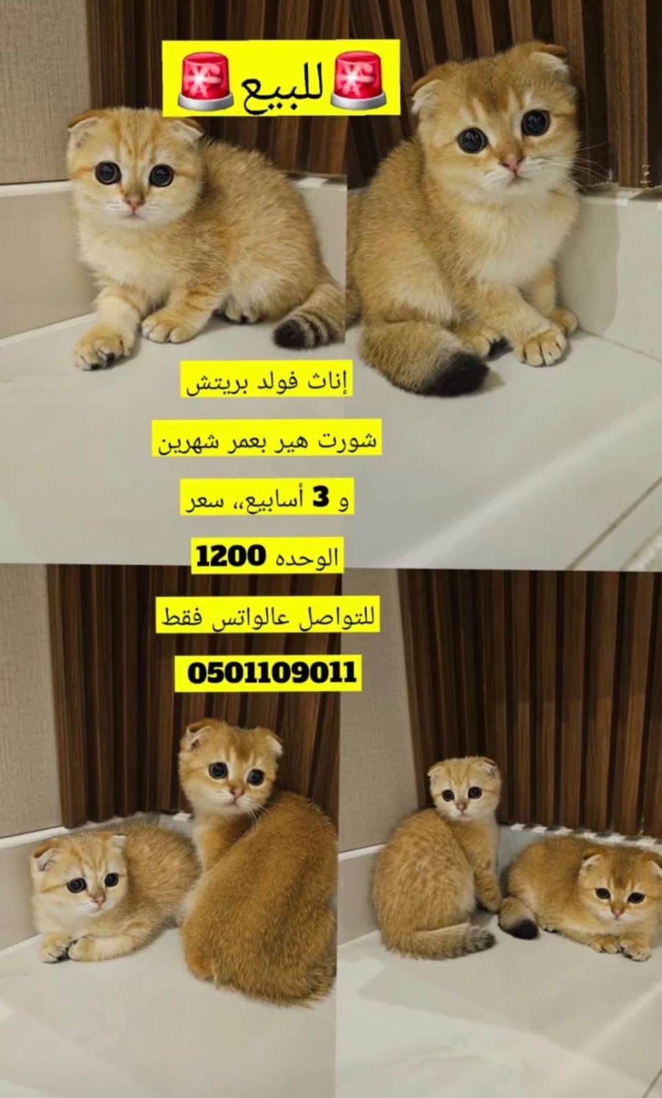 إناث فولد بريتش