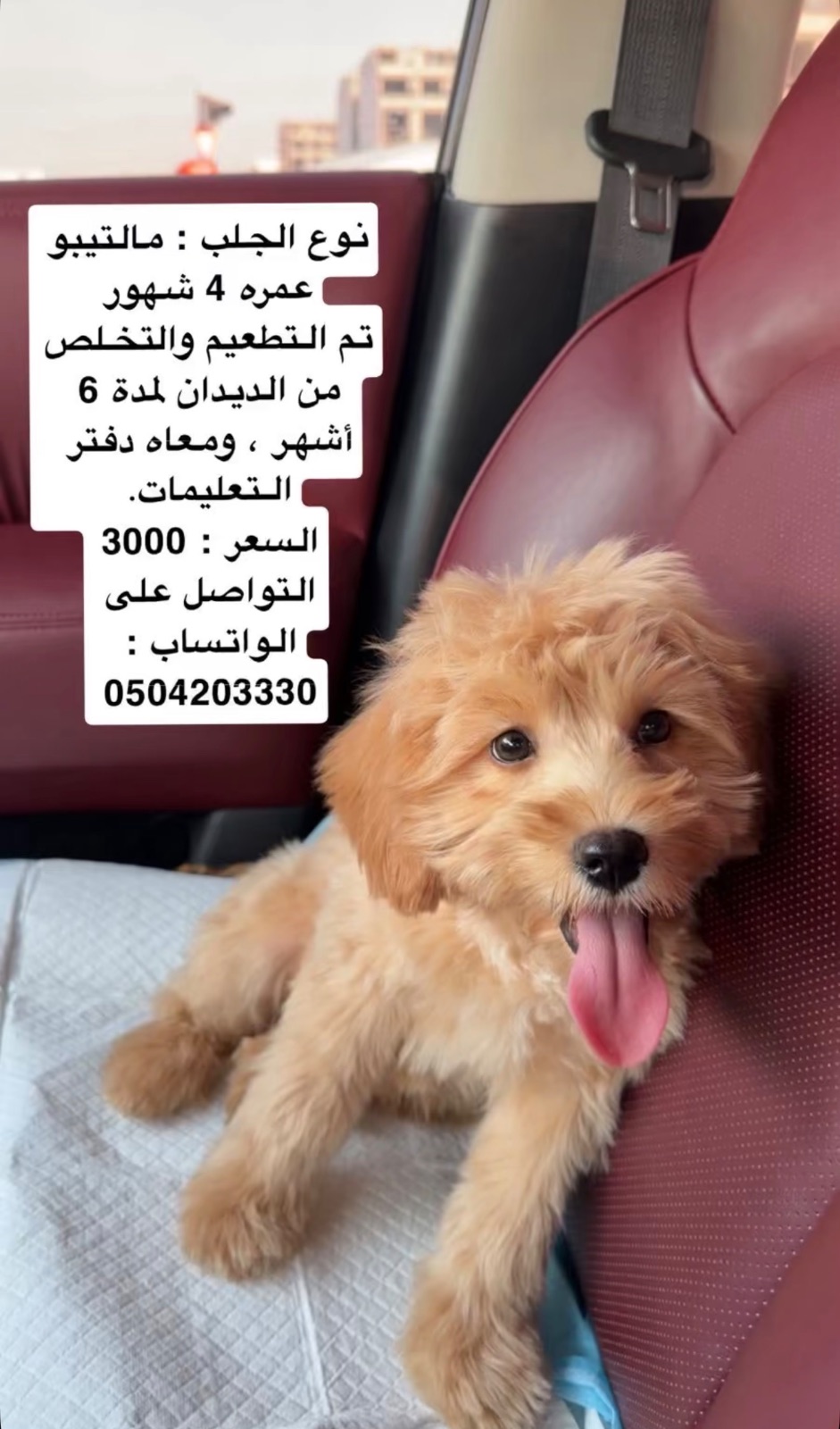 مالتيبو