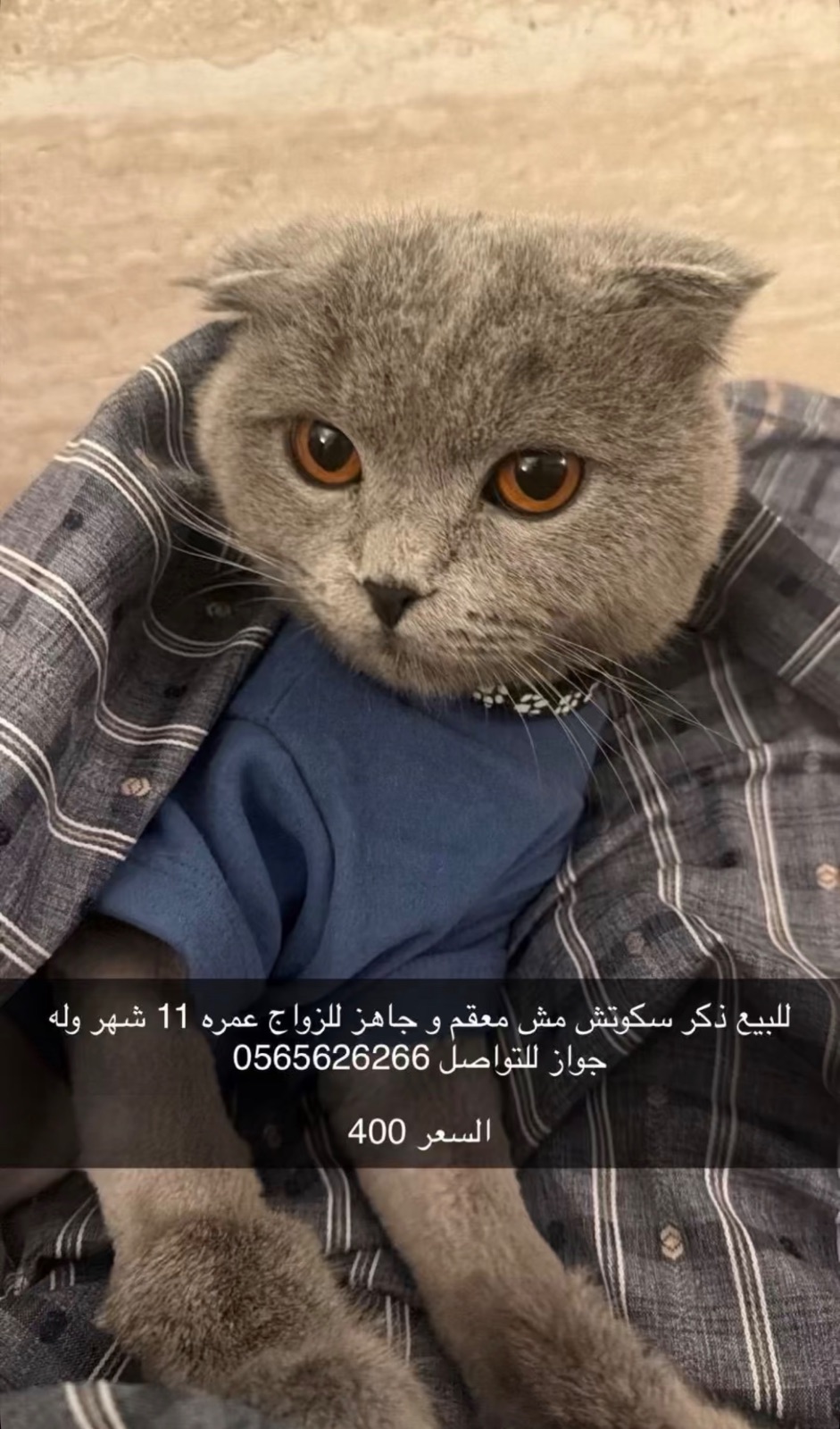ذكر سكوتش