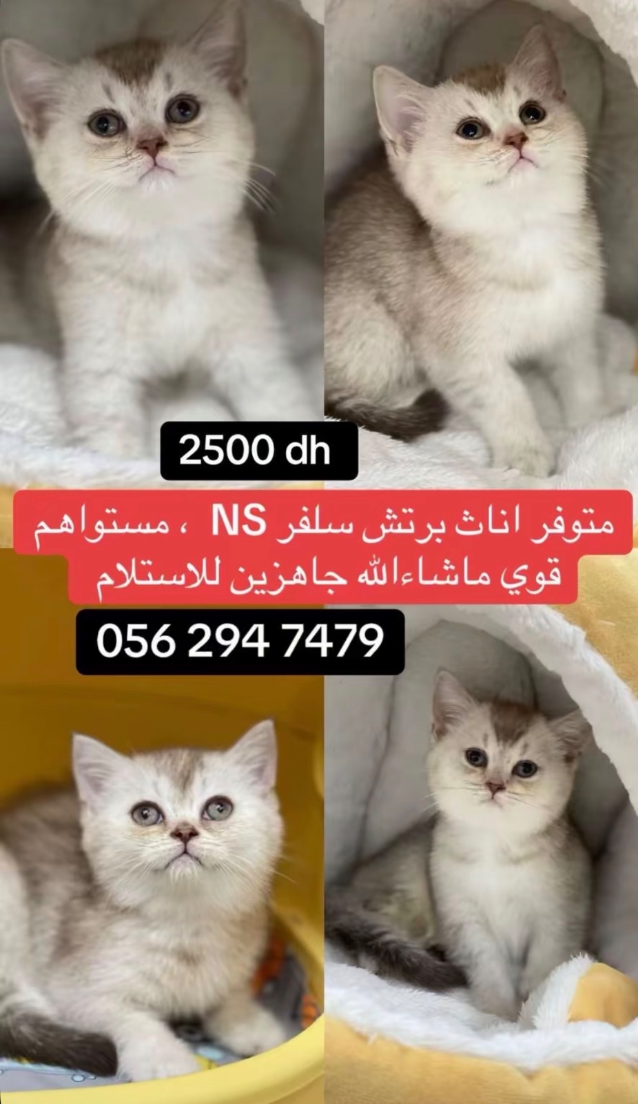 برتش سلفر NS
