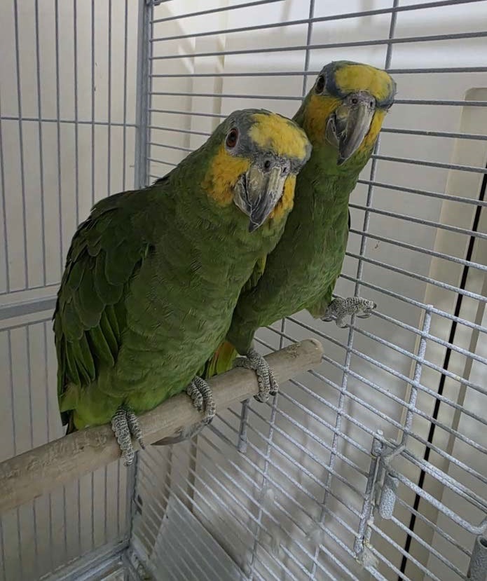 Orange winged Amazon Parrots